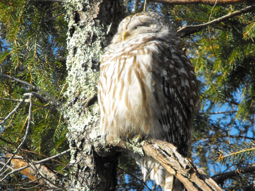 barred owl